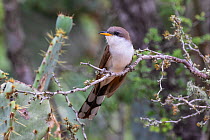 Yellow-billed cuckoo (Coccyzus americanus) perched on branch. Texas, USA. June.