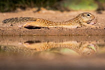 Mexican ground squirrel (Ictidomys mexicanus) stretching in sand, reflected in pond. Texas, USA. June.