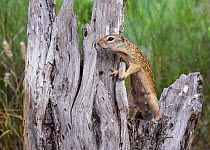 Mexican ground squirrel (Ictidomys mexicanus) climbing on dead tree stump. Texas, USA. June.