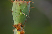 Green lynx spider (Peucetia viridans) on Prickly pear cactus (Opuntia sp). Texas, USA. June.