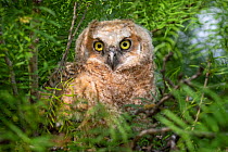Great horned owl (Bubo virginianus) owlet in tree. Texas, USA. April.