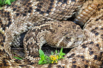 Western diamondback rattlesnake (Crotalus atrox) coiled up. Texas, USA. April.