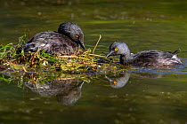 Least grebe (Tachybaptus dominicus) pair, one sitting on nest while other builds nest. Texas, USA. April.
