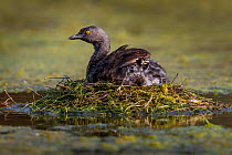 Least grebe (Tachybaptus dominicus) sitting on nest, chick sheltering under wing. Texas, USA. July.