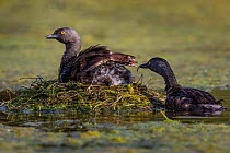 Least grebe (Tachybaptus dominicus) sitting on nest whilst other parent feeds chick. Texas, USA. July.