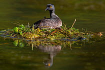 Least grebe (Tachybaptus dominicus) sitting on nest raised above water. Texas, USA. April.