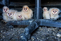Barn owl (Tyto alba), six owlets of varying ages sitting in nest at bottom of abandoned hunting blind. Texas, USA. April.