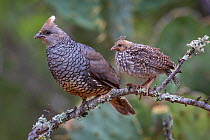 Scaled quail (Callipepla squamata) female and chick perched on branch. Texas, USA. June.
