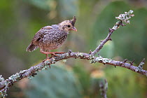 Scaled quail (Callipepla squamata) chick walking along branch. Texas, USA. June.