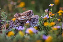 Texas rat snake (Pantherophis obsoletus lindheimeri) amongst flowers. Texas, USA. March.
