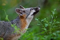 Grey fox (Urocyon cinereoargenteus) looking upwards, portrait. Texas, USA. June.