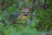 Grey fox (Urocyon cinereoargenteus) in undergrowth. Texas, USA. June.