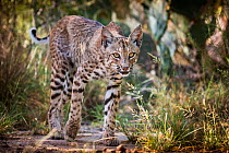 North American bobcat (Lynx rufus) juvenile male walking. Texas, USA. June.