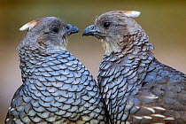 Scaled quail (Callipepla squamata) pair face to face. Texas, USA. June.