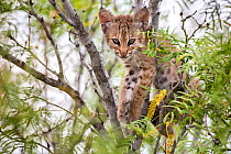North American bobcat (Lynx rufus) kitten sitting in tree. Texas, USA. June.