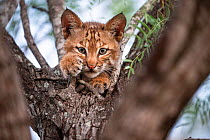 North American bobcat (Lynx rufus) kitten resting in tree fork. Texas, USA. June.