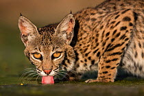 North American bobcat (Lynx rufus) female drinking water.  Texas, USA. June.