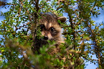 North American raccoon (Procyon lotor) cub peering out of tree. Texas, USA. July.
