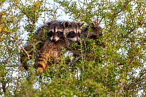 North American raccoon (Procyon lotor), three cubs peering out of tree. Texas, USA. July.