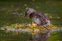 Least grebe (Tachybaptus dominicus) on nest with eggs, raised above water. Texas, USA. April.