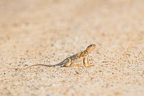 Reticulate collared lizard (Crotaphytus reticulatus) on caliche road. Texas, USA. May.