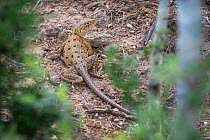 Reticulate collared lizard (Crotaphytus reticulatus), viewed through bushes. Texas, USA. May.