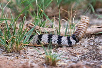 Western diamondback rattlesnake (Crotalus atrox) tail rattle. Texas, USA. May.