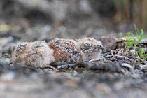 Pauraque (Nyctidromus albicollis) two chicks in nest. Texas, USA. June.