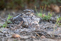 Pauraque (Nyctidromus albicollis) with chick on nest. Texas, USA. June.