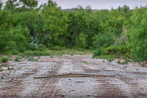 Western diamondback rattlesnake (Crotalus atrox) crossing a track, Texas, USA. June.