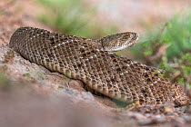 Western diamondback rattlesnake (Crotalus atrox). Texas, USA. June.