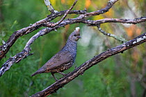 Scaled quail (Callipepla squamata) perched on branch. Texas, USA. June.