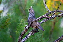 Scaled quail (Callipepla squamata) perched on branch. Texas, USA. June.