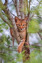 North American bobcat (Lynx rufus) kitten resting in tree fork. Texas, USA. June.