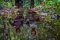 Portrait of female ecoguards / rangers reflected in water. Salonga National Park, Democratic Republic of Congo. May 2017. There are 16 women who work as Ecoguards in Salonga National Park