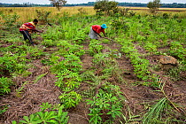 Women cultivating Cassava (Manihot esculenta) plants. Democratic Republic of Congo. May 2017.