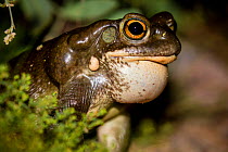 Colorado river toad (Incilius alvarius) male calling to attract females, vocal sac filled with air. Sonoran desert, Arizona, USA. August.