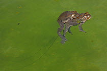 Sonoran desert toad (Incilius alvarius) pair mating, trail of toad spawn in water. Sonoran desert, Arizona, USA. August.