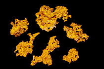 Gold nuggets, Western Australia, Australia.