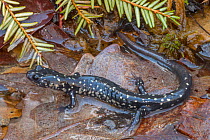 Slimy salamander (Plethodon glutinosus) on leaves in pool of water. Pennsylvania, USA. May.