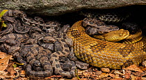 Timber rattlesnake (Crotalus horridus) females and newborn young at maternity site. Pennsylvania, USA. August.