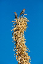 House finch (Haemorhous mexicanus), two females on Sotol (Dasylirion wheeleri). Sonoran desert, Arizona, USA. July.