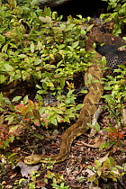 Timber rattlesnake (Crotalus horridus) females in undergrowth at maternity site, Pennsylvania, USA. August.