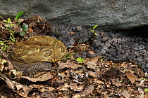 Timber rattlesnake (Crotalus horridus) females coiled up in leaf litter, newborn young sheltering under rock. At maternity site, Pennsylvania, USA. August.