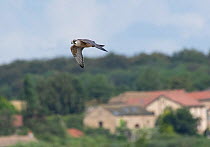 Peregrine Falcon (Falco peregrinus) in flight. Fairburn RSPB Reserve, Yorkshire, England, UK, August.