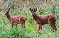 Roe deer pair (Capreolus capreolus) standing together in a woodland glade. Potterick Carr Nature Reserve, Doncaster, Yorkshire, England, UK, July.
