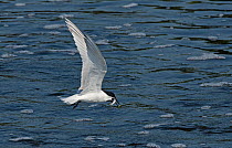 Sandwich Tern (Sterna sandvicensis) flying off with a fish in its beak. Warkworth, Northumberland, England, UK, May.