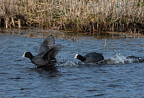 Common Coots (Fulica atra) fighting over territory, one driving another away. Potterick Carr Nature Reserve, Doncaster, Yorkshire, UK, March.