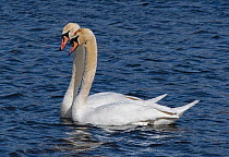 Mute swan pair (Cygnus olor) engaged in courtship. Potterick Carr, Doncaster, Yorkshire, UK, March.