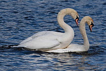 Mute swan pair (Cygnus olor) mating. Potterick Carr, Doncaster, Yorkshire, UK, March.